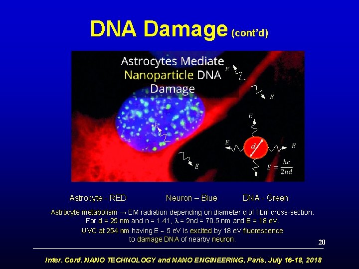 DNA Damage (cont’d) • • • Astrocyte - RED Neuron – Blue d •