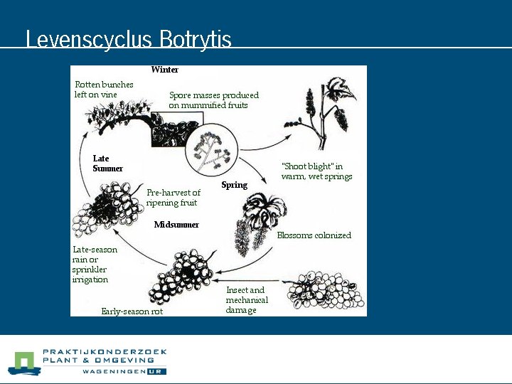 Levenscyclus Botrytis 