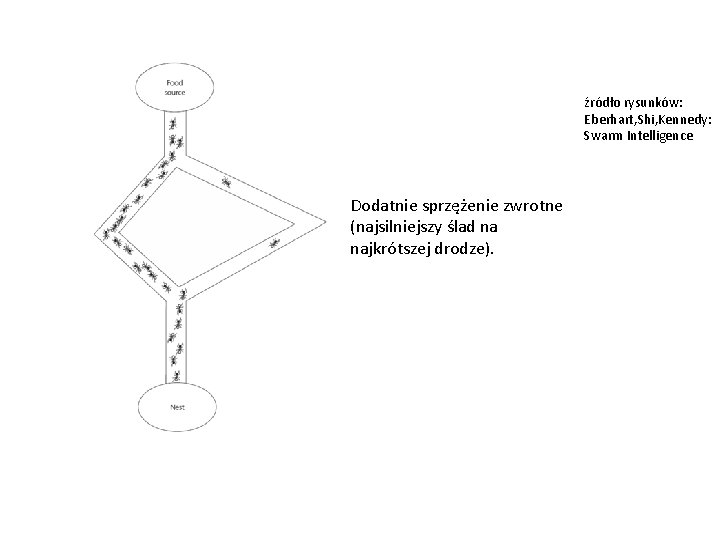 źródło rysunków: Eberhart, Shi, Kennedy: Swarm Intelligence Dodatnie sprzężenie zwrotne (najsilniejszy ślad na najkrótszej
