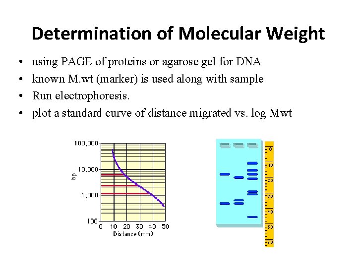 Determination of Molecular Weight • • using PAGE of proteins or agarose gel for