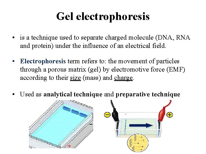 Gel electrophoresis • is a technique used to separate charged molecule (DNA, RNA and