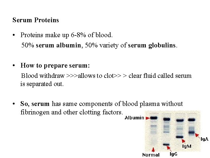 Serum Proteins • Proteins make up 6 -8% of blood. 50% serum albumin, 50%