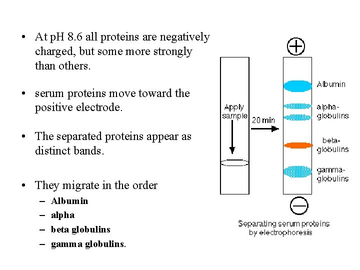  • At p. H 8. 6 all proteins are negatively charged, but some