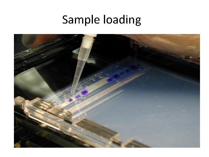 Sample loading 