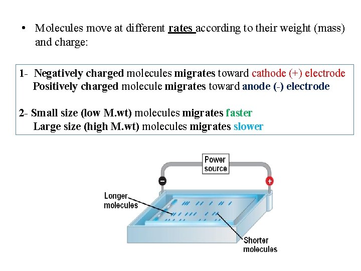  • Molecules move at different rates according to their weight (mass) and charge: