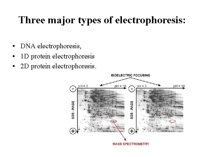 Three major types of electrophoresis: • DNA electrophoresis, • 1 D protein electrophoresis •