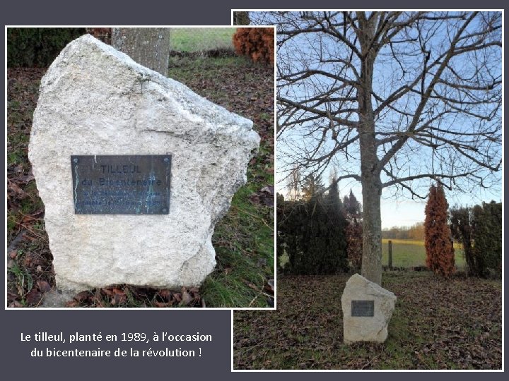 Le tilleul, planté en 1989, à l’occasion du bicentenaire de la révolution ! 