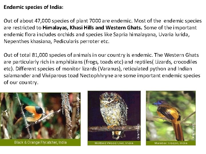 Endemic species of India: Out of about 47, 000 species of plant 7000 are