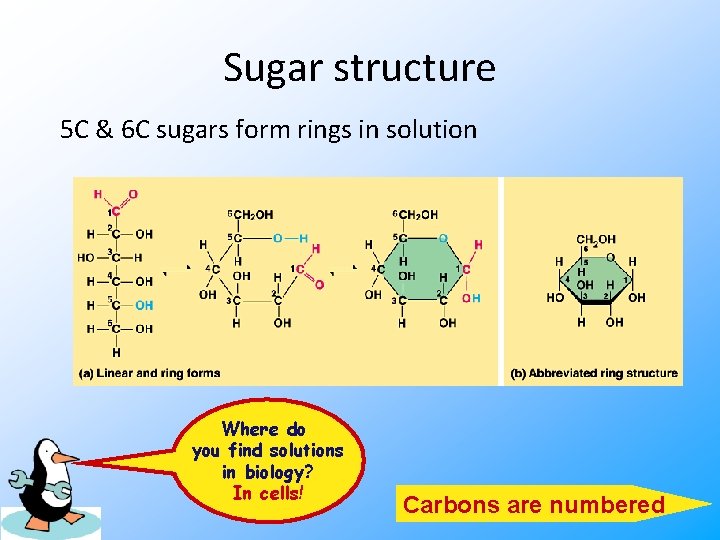 Sugar structure 5 C & 6 C sugars form rings in solution Where do