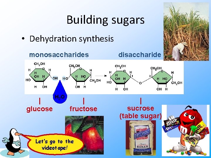 Building sugars • Dehydration synthesis monosaccharides disaccharide H 2 O | sucrose (table sugar)