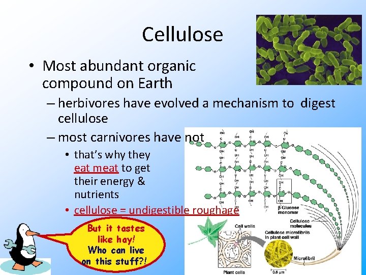 Cellulose • Most abundant organic compound on Earth – herbivores have evolved a mechanism