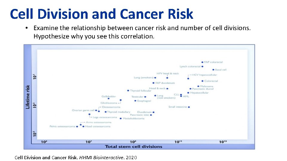 Cell Division and Cancer Risk • Examine the relationship between cancer risk and number