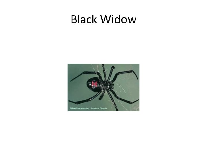 Black Widow 