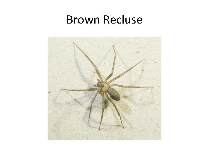 Brown Recluse 