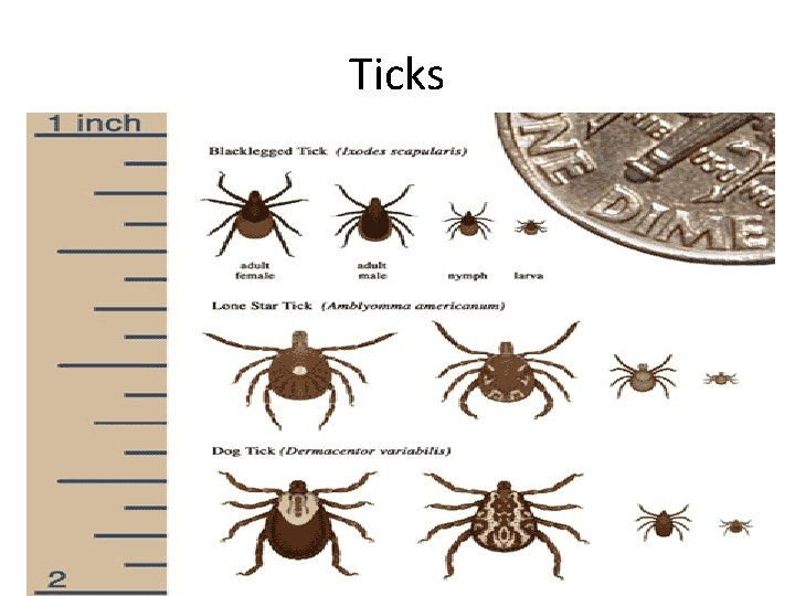 Ticks 