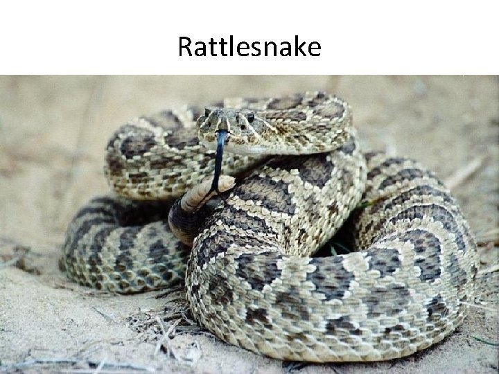 Rattlesnake 