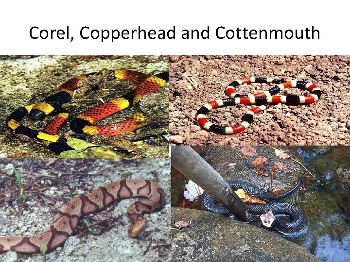 Corel, Copperhead and Cottenmouth 