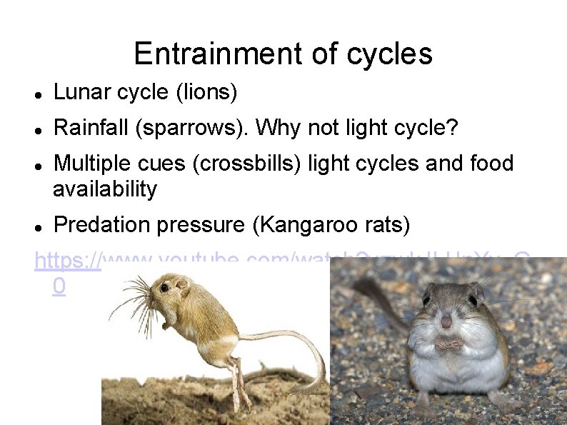Entrainment of cycles Lunar cycle (lions) Rainfall (sparrows). Why not light cycle? Multiple cues