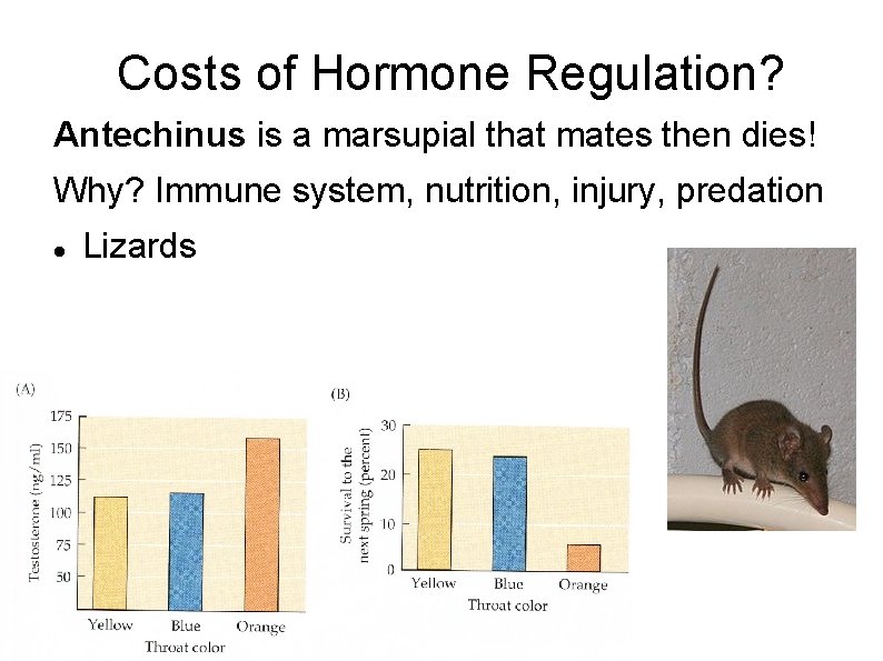 Costs of Hormone Regulation? Antechinus is a marsupial that mates then dies! Why? Immune