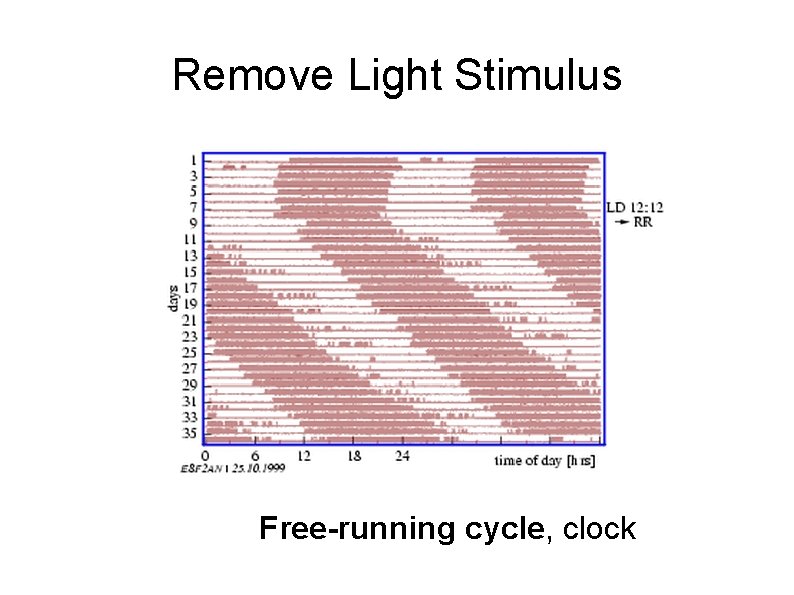 Remove Light Stimulus Free-running cycle, clock 