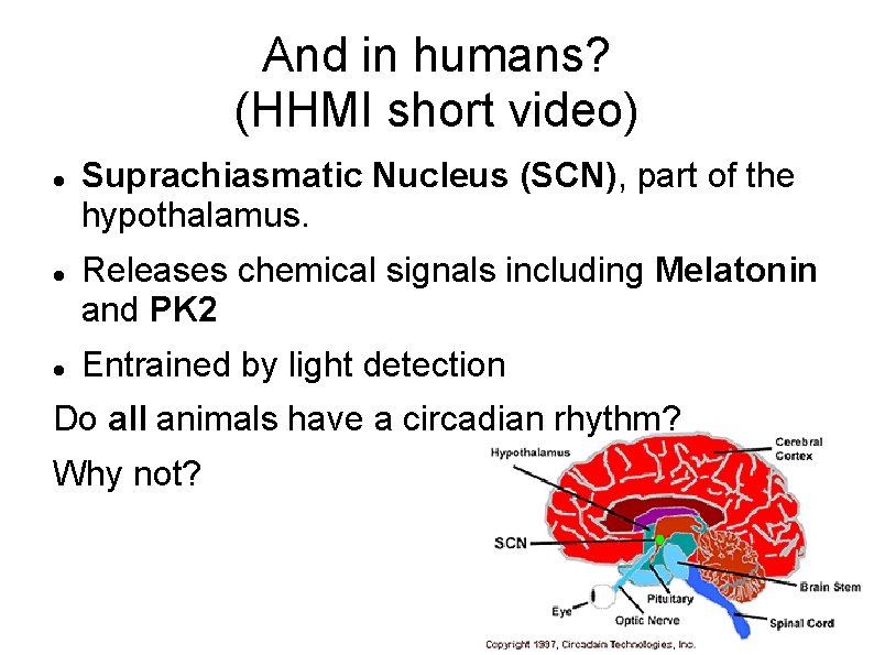 And in humans? (HHMI short video) Suprachiasmatic Nucleus (SCN), part of the hypothalamus. Releases