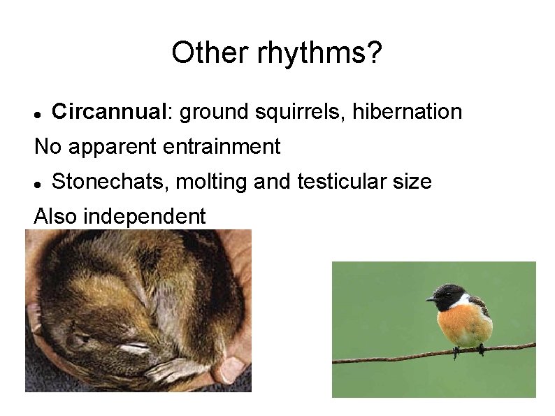 Other rhythms? Circannual: ground squirrels, hibernation No apparent entrainment Stonechats, molting and testicular size