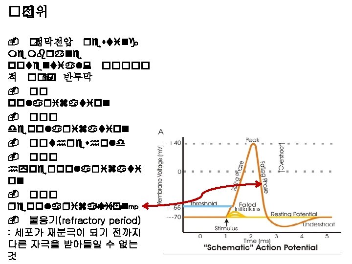 �� 전위 - �정막전압 resting membrane potential: ���� �� 적 ��� , 반투막 -