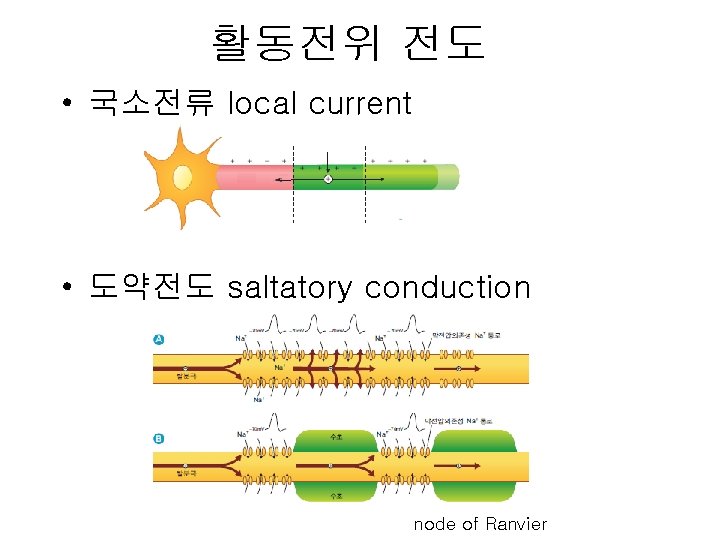 활동전위 전도 • 국소전류 local current • 도약전도 saltatory conduction node of Ranvier 