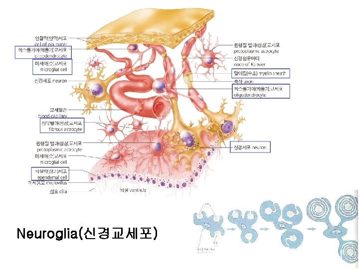 Neuroglia(신경교세포) 