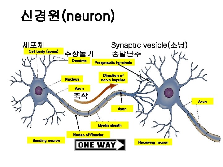 신경원(neuron) 세포체 Cell body (soma) Synaptic vesicle(소낭) 종말단추 수상돌기 Dendrite Nucleus Presynaptic terminals Direction