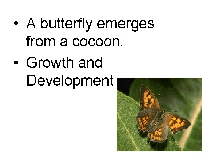  • A butterfly emerges from a cocoon. • Growth and Development 