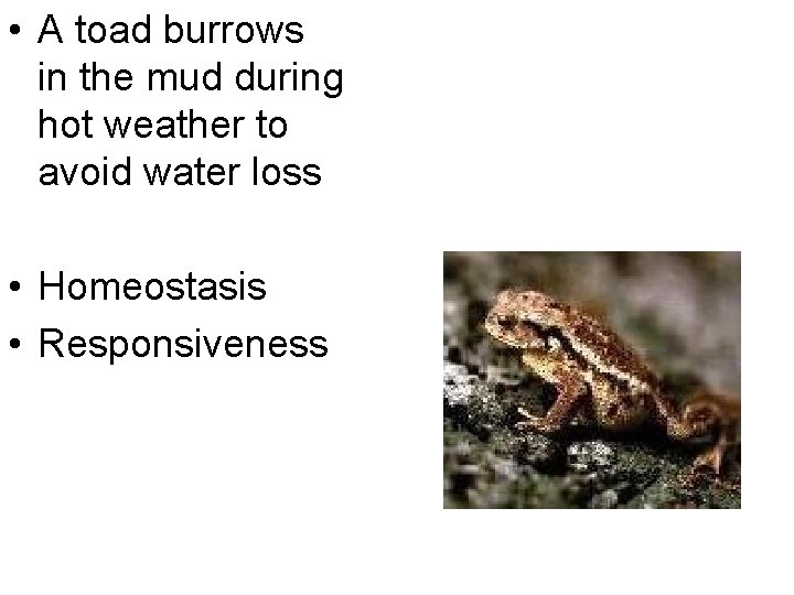  • A toad burrows in the mud during hot weather to avoid water