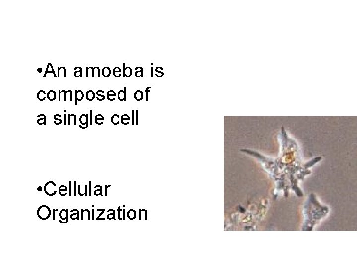  • An amoeba is composed of a single cell • Cellular Organization 