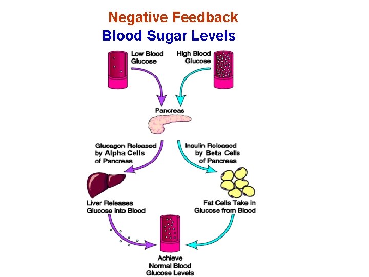 Negative Feedback Blood Sugar Levels 