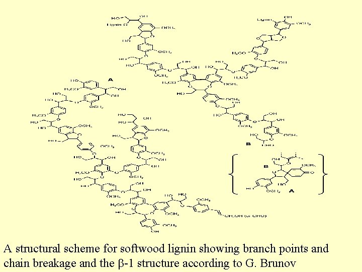 A structural scheme for softwood lignin showing branch points and chain breakage and the