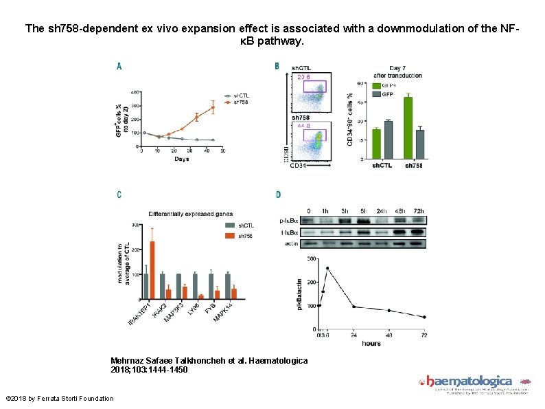 The sh 758 -dependent ex vivo expansion effect is associated with a downmodulation of