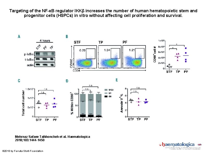 Targeting of the NF-κB regulator IKKβ increases the number of human hematopoietic stem and