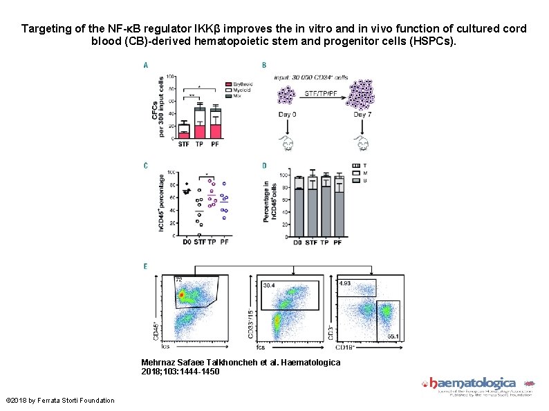 Targeting of the NF-κB regulator IKKβ improves the in vitro and in vivo function