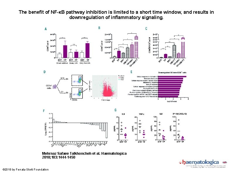 The benefit of NF-κB pathway inhibition is limited to a short time window, and