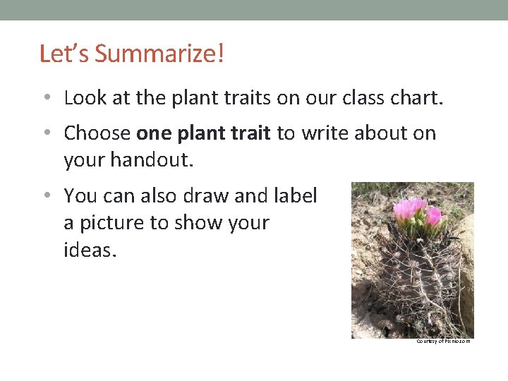 Let’s Summarize! • Look at the plant traits on our class chart. • Choose