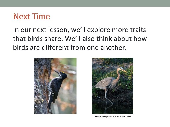 Next Time In our next lesson, we’ll explore more traits that birds share. We’ll