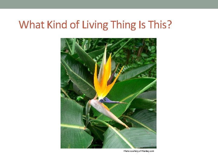 What Kind of Living Thing Is This? Photo courtesy of Pixabay. com 
