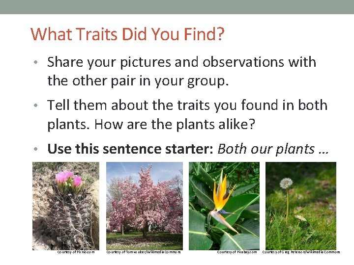 What Traits Did You Find? • Share your pictures and observations with the other