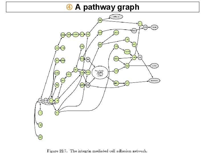  A pathway graph 