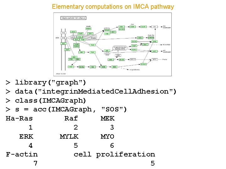 Elementary computations on IMCA pathway > library("graph") > data("integrin. Mediated. Cell. Adhesion") > class(IMCAGraph)