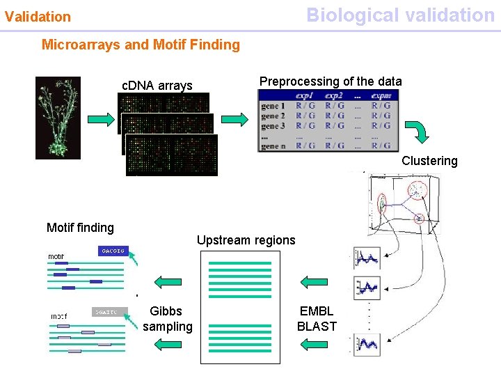 Biological validation Validation Microarrays and Motif Finding c. DNA arrays Preprocessing of the data