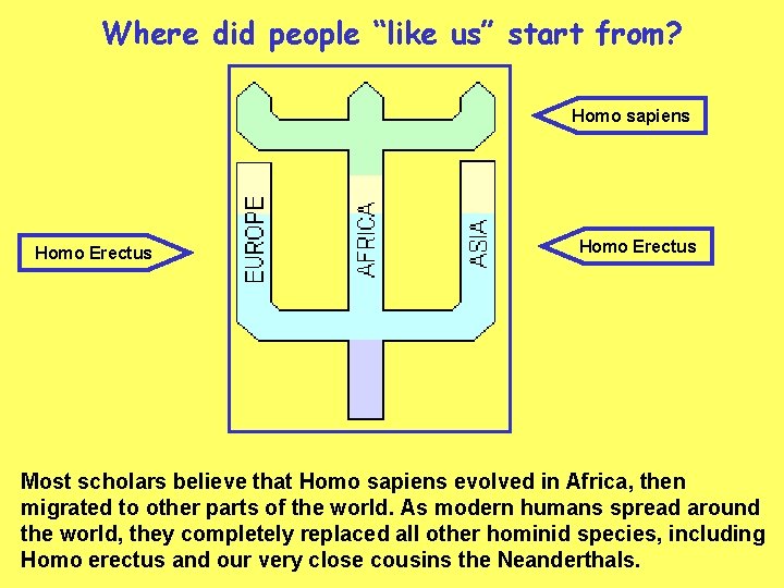 Where did people “like us” start from? Homo sapiens Homo Erectus Most scholars believe