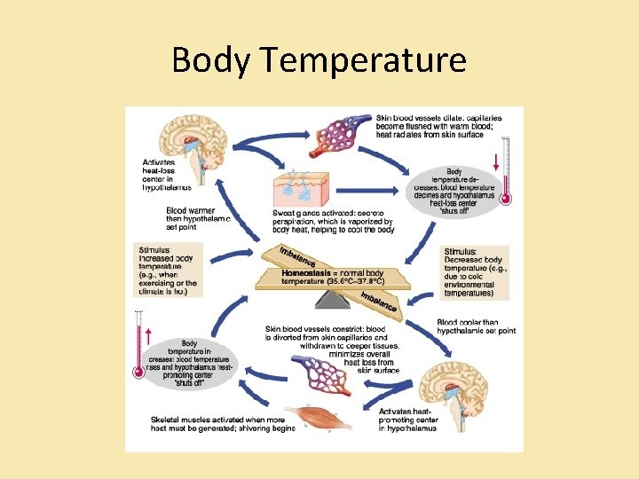 Body Temperature 