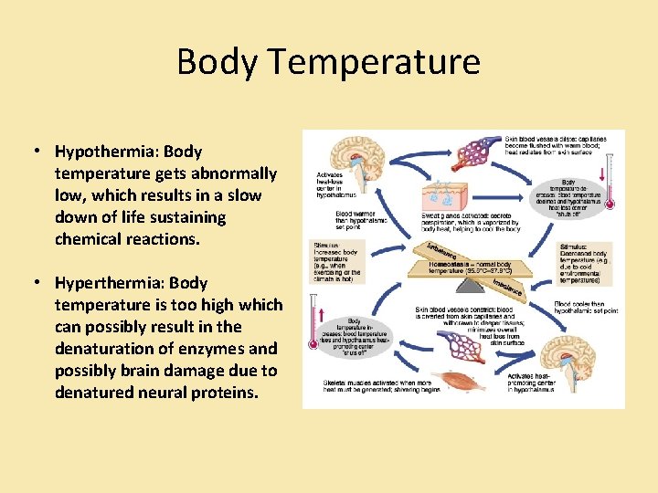 Body Temperature • Hypothermia: Body temperature gets abnormally low, which results in a slow