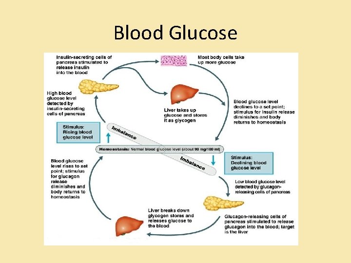 Blood Glucose Blood Glucose
